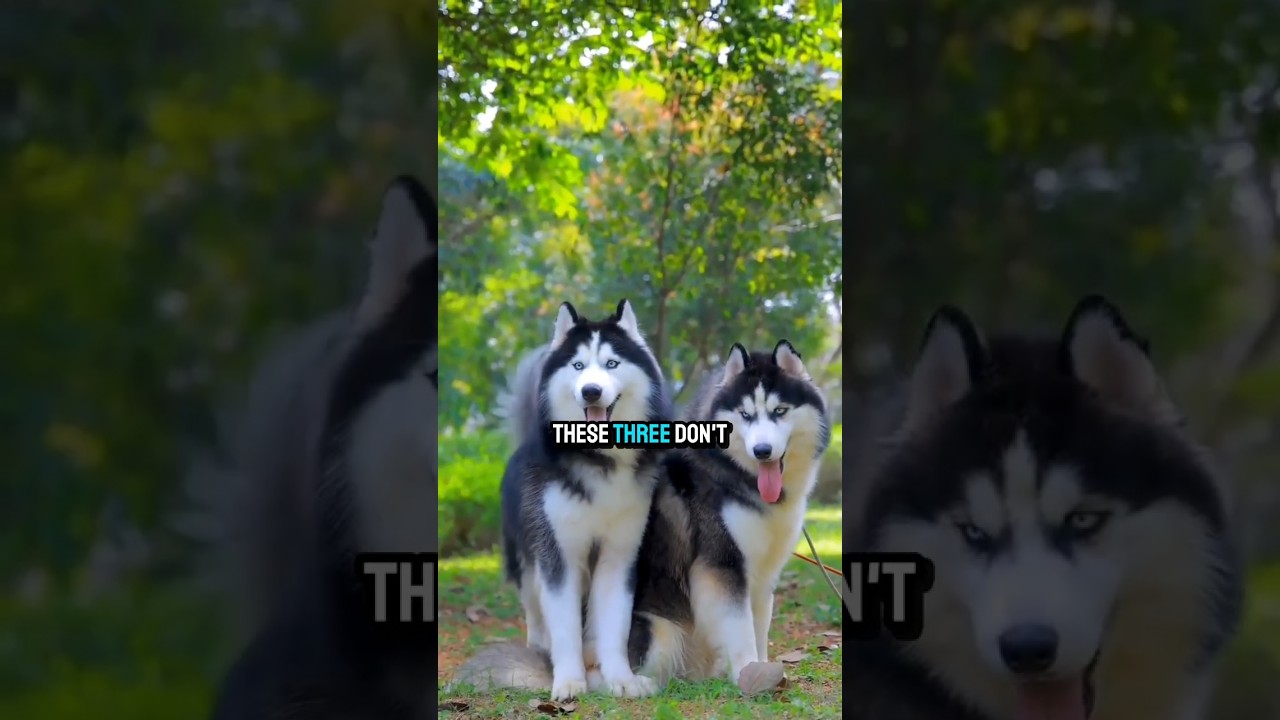 Топ-3 собаки, которые смеются в лицо опасности 