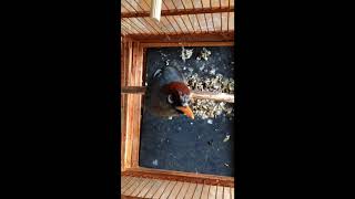 Horor Poksay Mandarin Suara Bayi Menangis