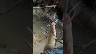 jangan lupa di subcribe #trending #fyp #lele #fishing #mancing #shots #shotsvideo