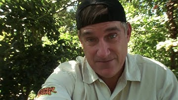 Animal Jam - Ask Brady: How strong is an elephant