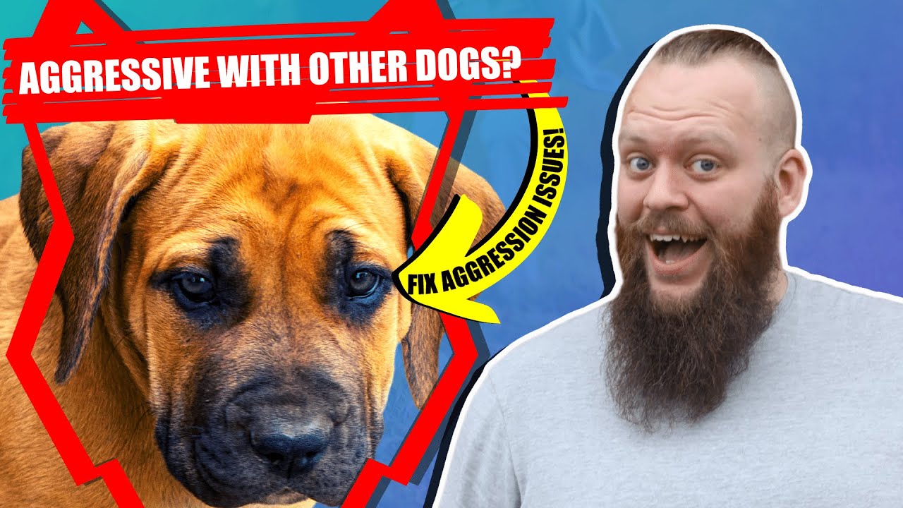 How To Train A Boerboel To Be Aggressive