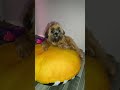 Ich Liebe Dich Süß Youtubeshorts Shihtzu Shorts Ich Liebe Dich Süß Youtubeshorts Shihtzu Shorts