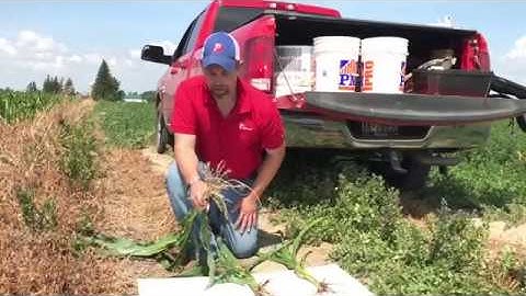 Using a Drone to Scout Your Fields