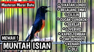 MASTERAN MURAI BATU FULL ISIAN TEMBAKAN CILILIN KENARI SIKATAN LONDO KAPAS TEMBAK GEREJA CAK CUNGKOK