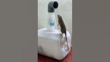 Best home mouse trap ideas / Easiest homemade mouse traps #rattrap #mousetrap #trap #shorts