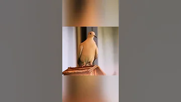 يمام مطوق Barbary Dove 