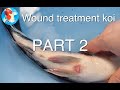 Wound treatment | KOI FISH part 2