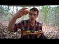 5 spring wild edible greens in asheville north carolina stinging nettles onion grass chickweed