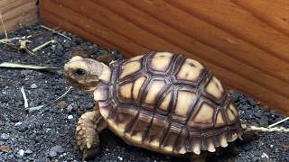 TOUT SAVOIR EN 1MIN : La Tortue De Terre (Sulcata) TOUT SAVOIR EN 1MIN : La Tortue De Terre (Sulcata)