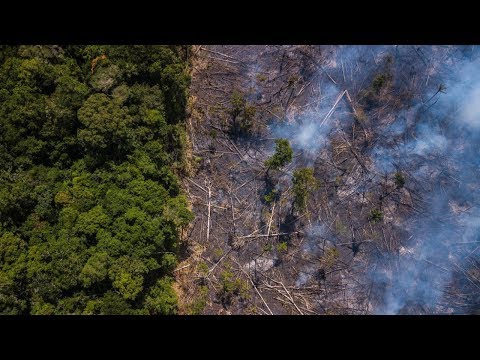 Video: Welche Auswirkungen hat die Entwaldung auf die Gesellschaft?