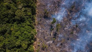 Amazonas brennt: Was passiert, wenn wir den Amazonas-Regenwald verlieren?