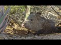 Squirrels in the Wild | Animal Documentary