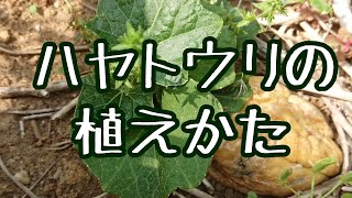 ハヤトウリの植え方 田舎暮らし 家庭菜園 無肥料 無農薬 Youtube