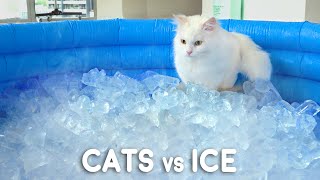 Can Cats Walk On Ice? Resimi