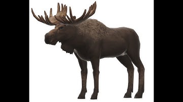 ForceOP Exploit [Command In Description] [Works In Old and Current Versions]