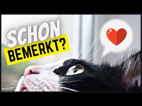 Video: Welche Dinge Provozieren Eine Katze, Schlechte Dinge Zu Tun?