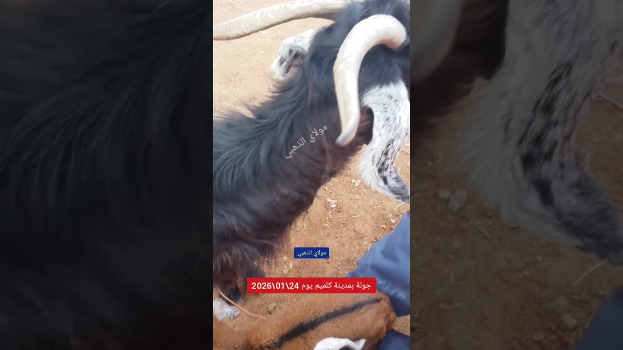 جولتي بسوق الماشية أمحيريش يوم السبت 24/01/2026