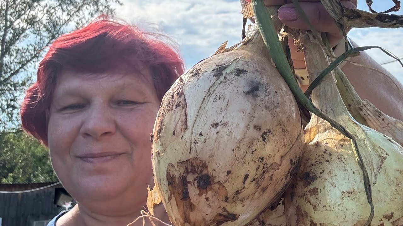 Секреты богатого урожая лука: народная мудрость и хитрости от соседки