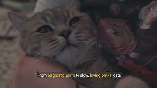 Unlock the secret language of cat bonding
#CatBonding#cat