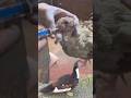 Hen Treatment by Veterinarian – Full Recovery Process