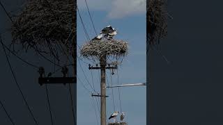 4 Baby Storks 2 Parents