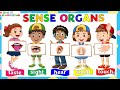 Sense organs | Our senses | Five Sense organs I Sense organs name | Sense organs functions| 5 senses