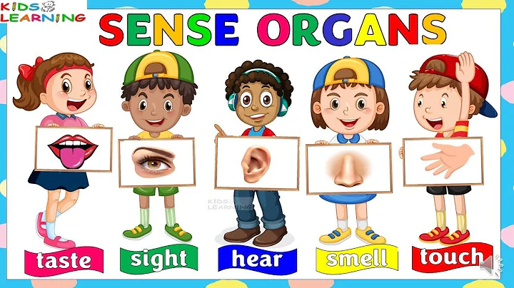 Sense organs | Our senses | Five Sense organs I Sense organs name | Sense organs functions| 5 senses