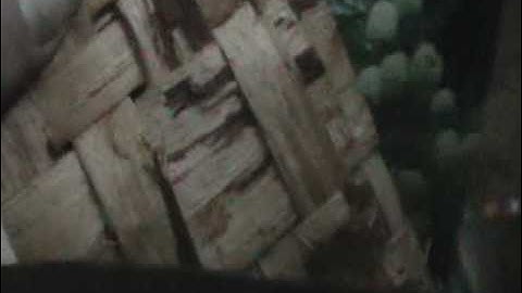 Nancy Today: Rim (Cedar bark basket 5) ASMR basketmaking (basket making tutorial) hacer cesta