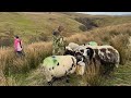 Fortunately I have a dedicated team on the case. 👯♀️ #sheep #shepherdess #lambing #farm