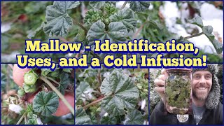 Common Mallow - Identification, Uses, and Making a Cold Infusion!