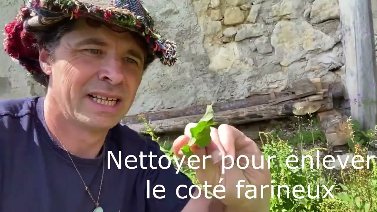 Reconnaitre le Chénopode bon-Henri