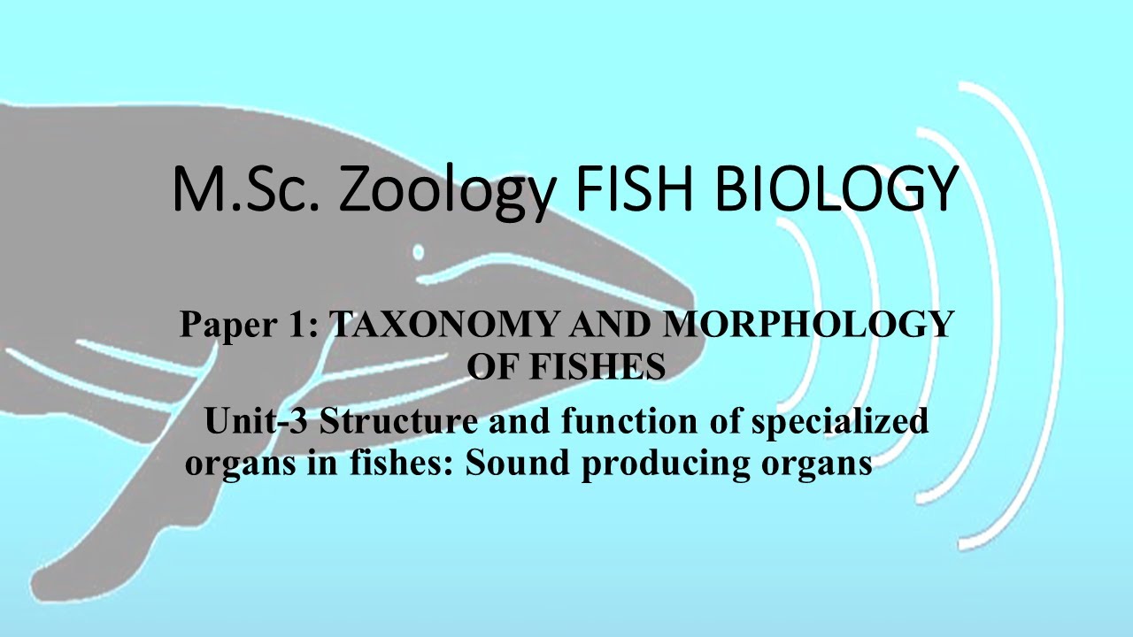 Sound Producing Organs In Fishes