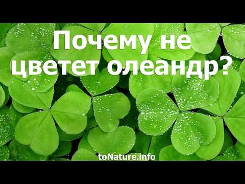 Почему не цветет олеандр?