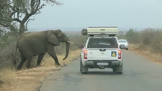 Very Busy Elephant Junction Kruger National Park