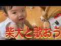 #84【柴犬と歌おう】歌のクイズ／カラオケ／柴犬と赤ちゃん／動画／sing