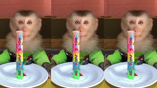 Baby monkey Bito Review ? | animals ASMR  ️? | July 2023 part 98