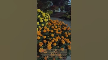 💯 cảnh Chùa Tết Quý Mão 2023 #18 #100canhchua #shorts #short #tet2023 Tịnh Xá Ngọc Thành 2023 #tbd