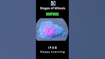 Mitosis - Real Time | Microscopy I IFAS I Cell Biology