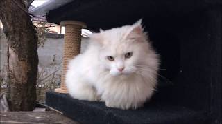 Две реальности,подиум под  сабвуфер или Кошкин Дом!) Аlternative for Maine Coon!)