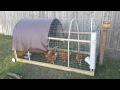 Chicken tractor design / My backyard chickens
