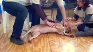 Pit Bull Mixer At Chicago Party Animals