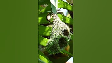 1016 Unbelievable Weaver Bird Build nest  Bird Constructions