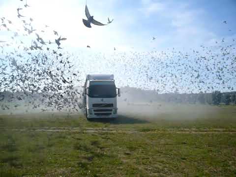 ZONA 2 - Viana Alentejo (03/03/2019)