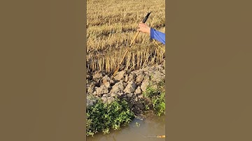 cặp đôi xiệt chuột đồng quá hay