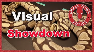 Enhancer vs DG: What’s the Real Difference?