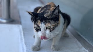 “Street Angels: Providing Care and Comfort to Stray #cats