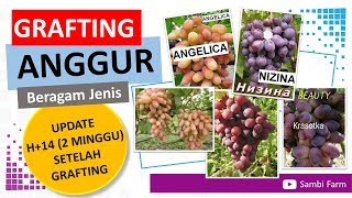 Update Grafting Anggur  H+14 (2 Minggu) Sambi Farm