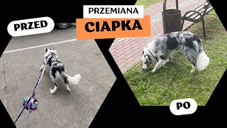 Przemiana - Ciapek przed i po