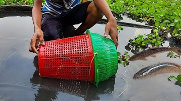 How To Make Fish Trap Using Plastic Basket And Plastic Bottle & Catch A Lot Of Fish