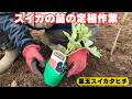 【スイカ】黒玉スイカタヒチの苗の定植作業|風対策を忘れずに!|接ぎ木苗 2026/5/4